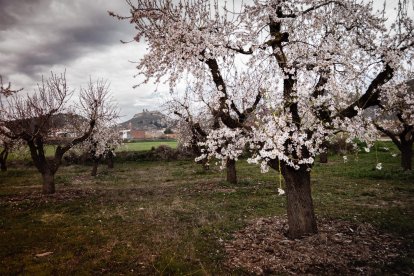 Arbres florits, camps verds i bon temps...ja és aquí a primavera!