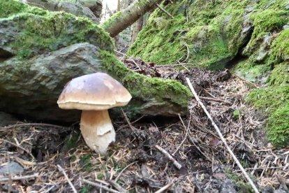 Rovellons, ceps, fredolics,...envia'ns fotos de la teva sortida al bosc.
