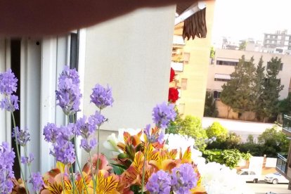 Arbres florits, camps verds i bon temps...ja és aquí a primavera!