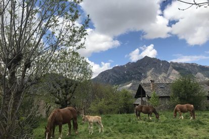 Laura Zaragoza Acebrón