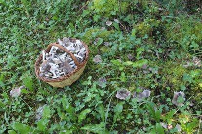 Rovellons, ceps, fredolics,...envia'ns fotos de la teva sortida al bosc.