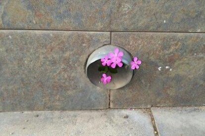 Manel Fregola Navarro