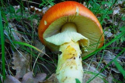Rovellons, ceps, fredolics,...envia'ns fotos de la teva sortida al bosc.