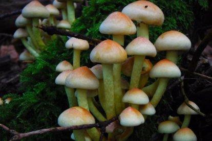 Rovellons, ceps, fredolics,...envia'ns fotos de la teva sortida al bosc.