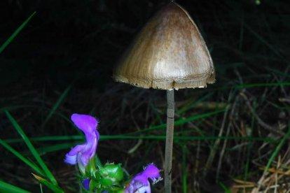 Rovellons, ceps, fredolics,...envia'ns fotos de la teva sortida al bosc.