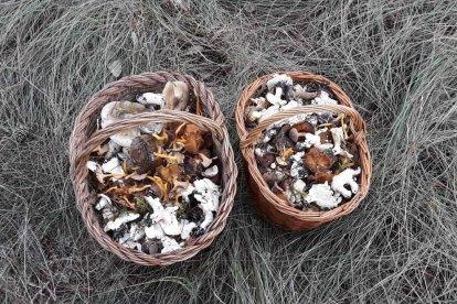 Rovellons, ceps, fredolics,...envia'ns fotos de la teva sortida al bosc.