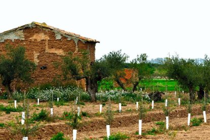 Arbres florits, camps verds i bon temps...ja és aquí la primavera!