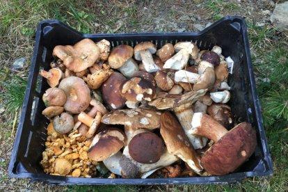 Rovellons, ceps, fredolics,...envia'ns fotos de la teva sortida al bosc.