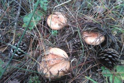 Rovellons, ceps, fredolics,...envia'ns fotos de la teva sortida al bosc.