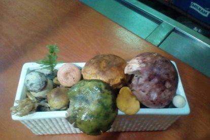Rovellons, ceps, fredolics,...envia'ns fotos de la teva sortida al bosc.