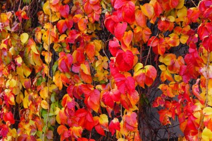 Les fulles cauen, arriba la boira i comença a fer fred.