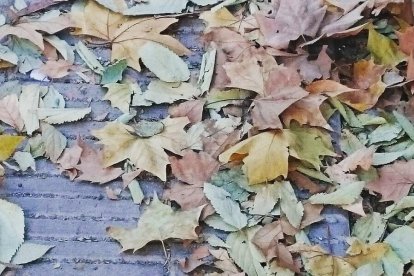 Les fulles cauen, arriba la boira i comença a fer fred.