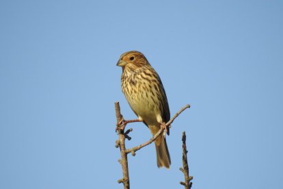 Les fulles cauen, arriba la boira i comença a fer fred.