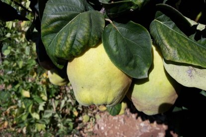 Les fulles cauen, arriba la boira i comença a fer fred.