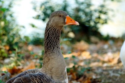 Les fulles cauen, arriba la boira i comença a fer fred.