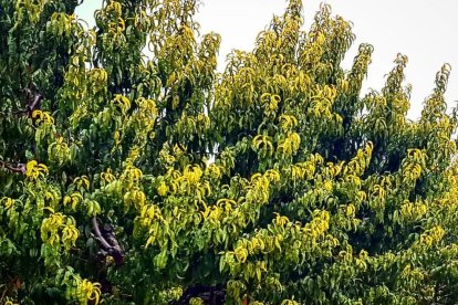 Les fulles cauen, arriba la boira i comença a fer fred.