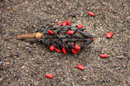 Les fulles cauen, arriba la boira i comença a fer fred.