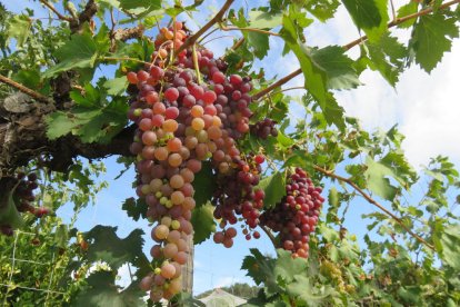 Les fulles cauen, arriba la boira i comença a fer fred.
