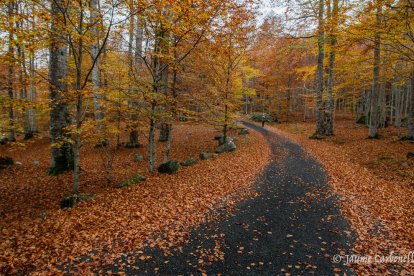 Les fulles cauen, arriba la boira i comença a fer fred.