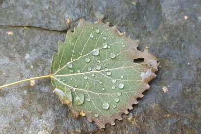 Les fulles cauen, arriba la boira i comença a fer fred.