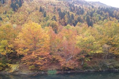 Les fulles cauen, arriba la boira i comença a fer fred.