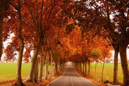 Les fulles cauen, arriba la boira i comença a fer fred.