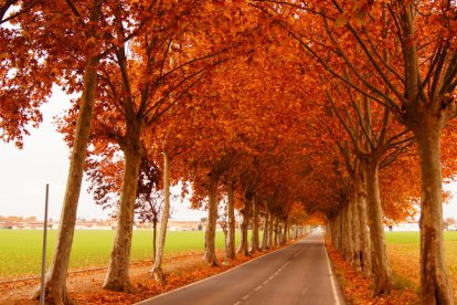 Les fulles cauen, arriba la boira i comença a fer fred.