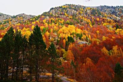 Les fulles cauen, arriba la boira i comença a fer fred.