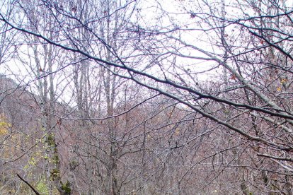 Les fulles cauen, arriba la boira i comença a fer fred.