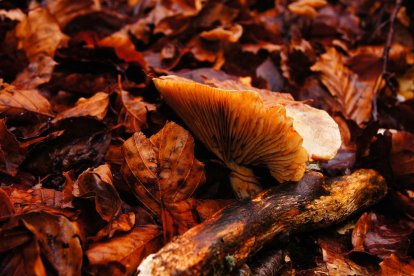 Les fulles cauen, arriba la boira i comença a fer fred.