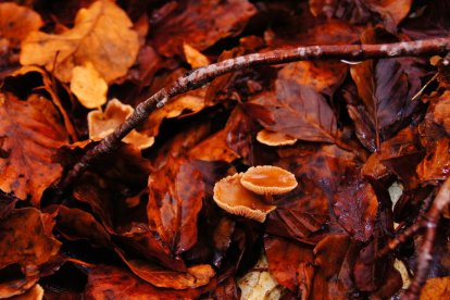 Les fulles cauen, arriba la boira i comença a fer fred.