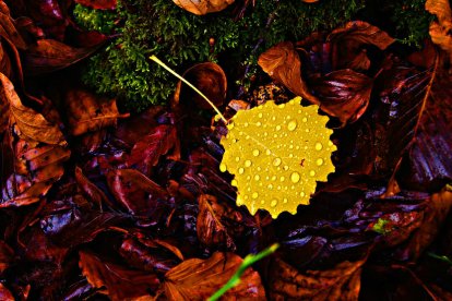 Les fulles cauen, arriba la boira i comença a fer fred.