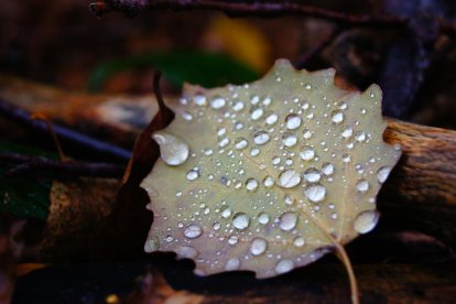 Les fulles cauen, arriba la boira i comença a fer fred.