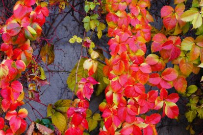 Les fulles cauen, arriba la boira i comença a fer fred.