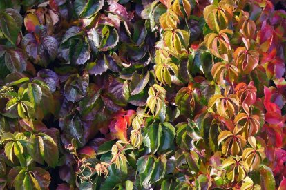 Les fulles cauen, arriba la boira i comença a fer fred.