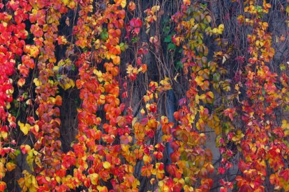 Les fulles cauen, arriba la boira i comença a fer fred.