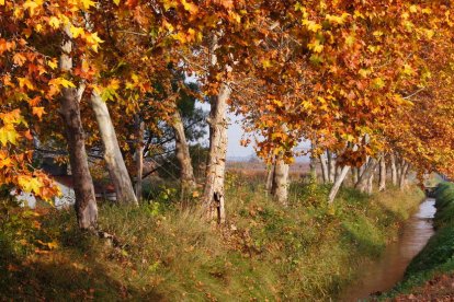 Les fulles cauen, arriba la boira i comença a fer fred.