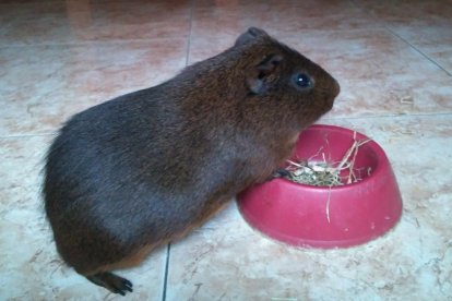 Maria Jesús Castell