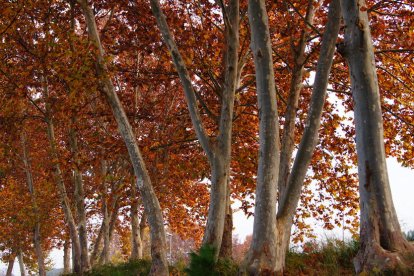 Les fulles cauen, arriba la boira i comença a fer fred.