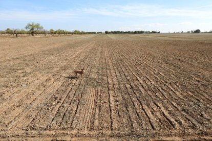 Les fulles cauen, arriba la boira i comença a fer fred.