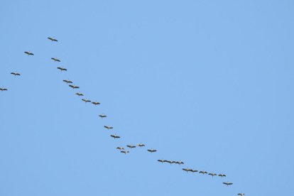Les fulles cauen, arriba la boira i comença a fer fred.