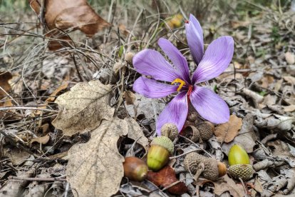 Les fulles cauen, arriba la boira i comença a fer fred.