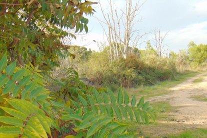 Les fulles cauen, arriba la boira i comença a fer fred.