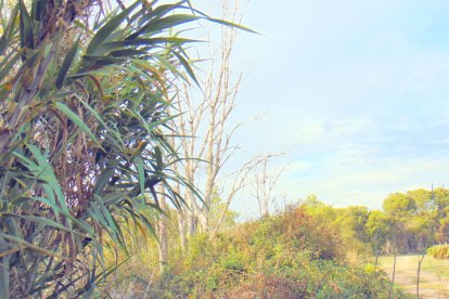 Les fulles cauen, arriba la boira i comença a fer fred.