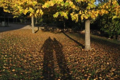 Les fulles cauen, arriba la boira i comença a fer fred.