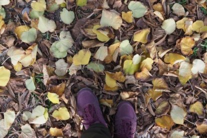Les fulles cauen, arriba la boira i comença a fer fred.
