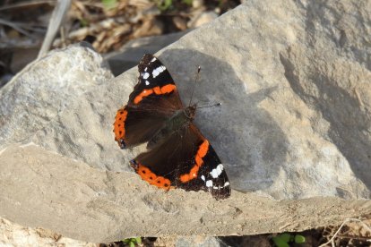 Les fulles cauen, arriba la boira i comença a fer fred.