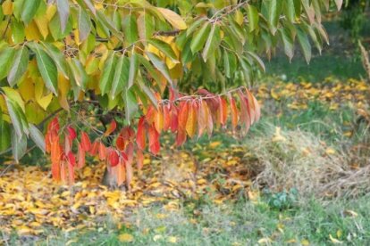 Les fulles cauen, arriba la boira i comença a fer fred.