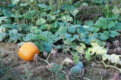 Les fulles cauen, arriba la boira i comença a fer fred.