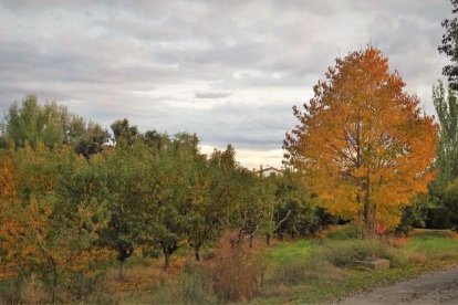 Les fulles cauen, arriba la boira i comença a fer fred.